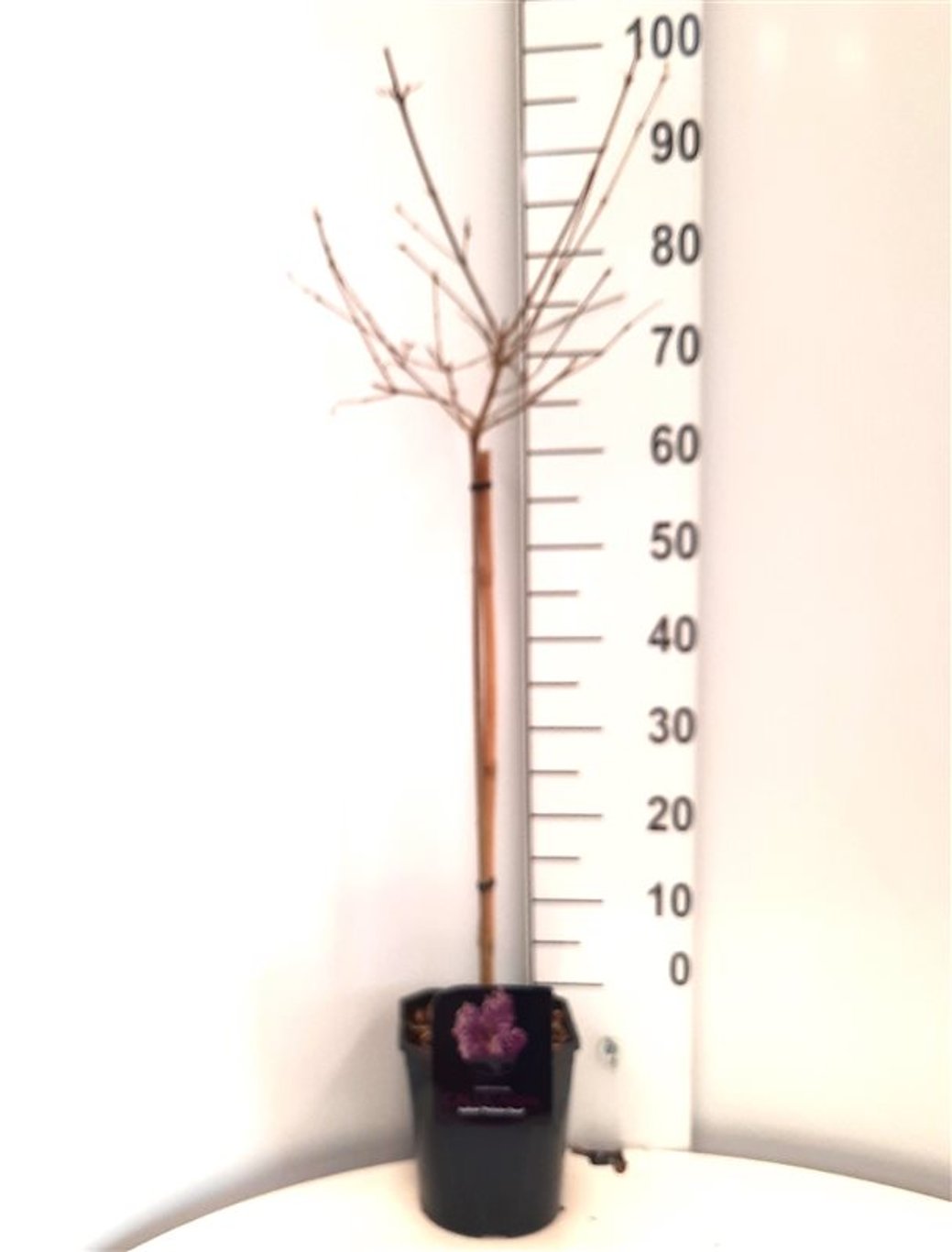 Callicarpa bod. 'Profusion' - 60 CM Stem C5 - 2yr Crown